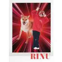 Rinu - Character Card - Strawberry Prince